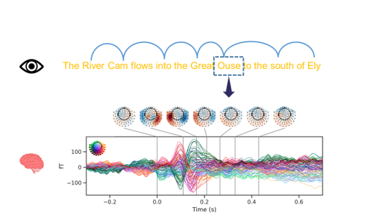 Our eyes jump from one word to the other during reading. Here is shown the brain activity generated by fixating on target words in a sentence as measured by the MEG sensors.